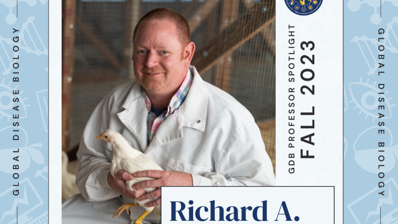 dr blatchford posing with a chicken in a graphic
